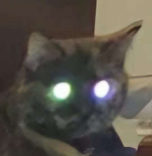 lazer cat