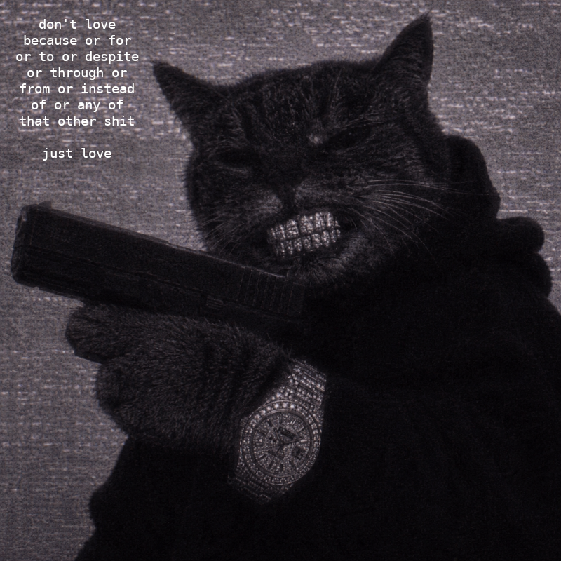 swag cat